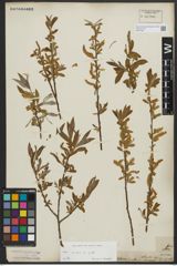 Foto von Salix alba L.